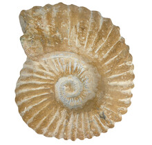 Ammonite, petrified fossil from Morocco