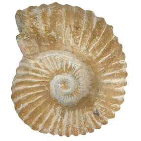 Ammonite from Morocco