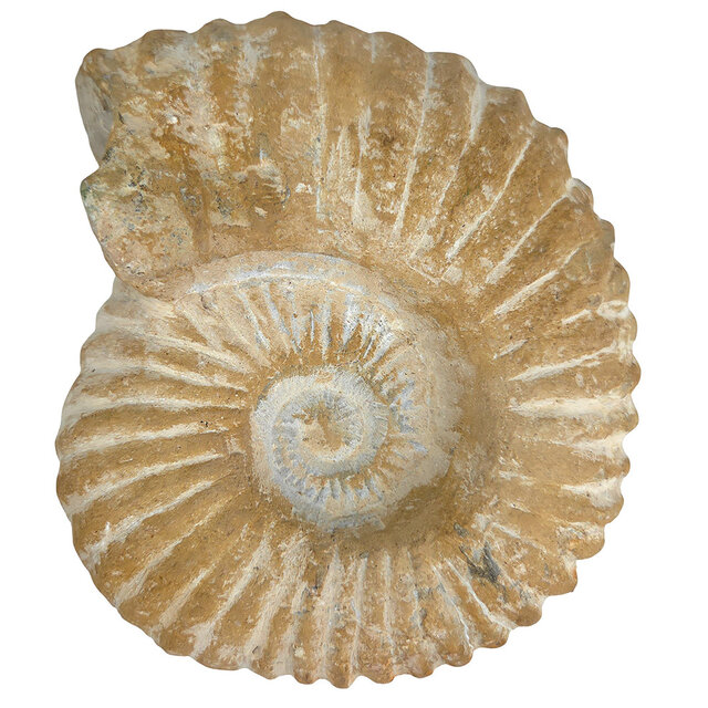 Ammonit, versteinertes Fossil aus Marokko