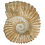 Ammonit, versteinertes Fossil aus Marokko