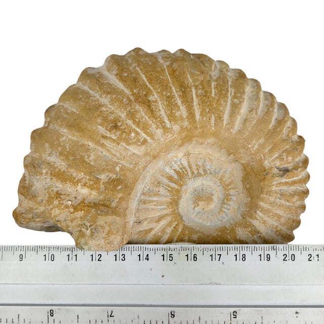 Ammonite, petrified fossil from Morocco