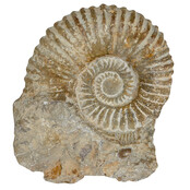 Ammonite, petrified fossil from Morocco