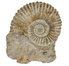 Ammonite, petrified fossil from Morocco