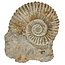 Ammonite, petrified fossil from Morocco