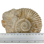 Ammonit, versteinertes Fossil aus Marokko