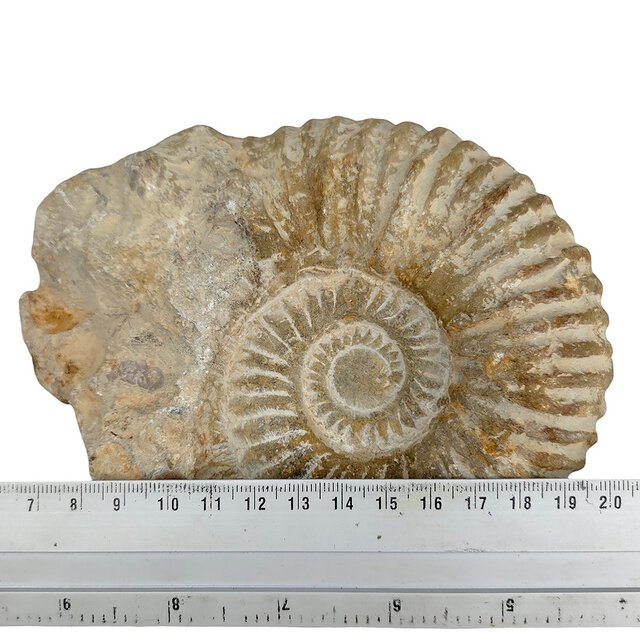 Ammonite, petrified fossil from Morocco