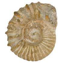 Ammonit, versteinertes Fossil aus Marokko