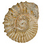 Ammonit, versteinertes Fossil aus Marokko