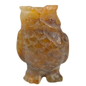Golden healer uil B kwaliteit