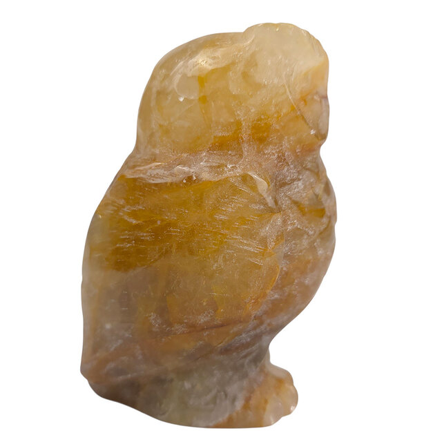 Golden healer uil B kwaliteit