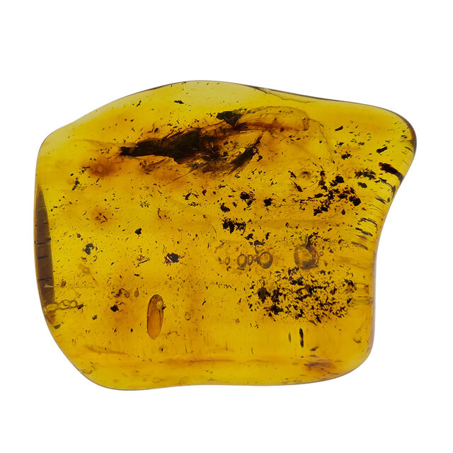 Baltic amber with enclosed insect