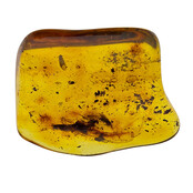 Baltic amber with enclosed insect