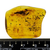 Baltic amber with enclosed insect