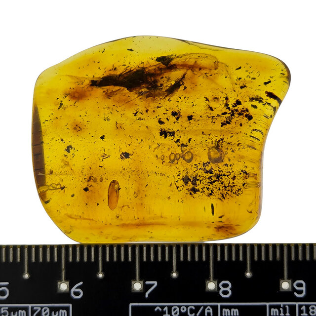 Baltic amber with enclosed insect