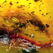 Baltic amber with enclosed insect