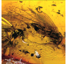 Baltisch Barnsteen met ingesloten insect