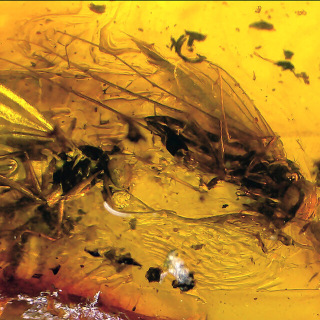 Baltic amber with enclosed insect