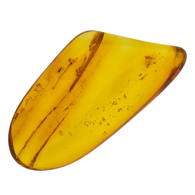Baltic amber with enclosed insect