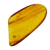 Baltic amber with enclosed insect