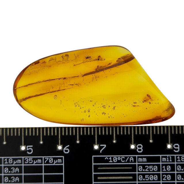 Baltic amber with enclosed insect