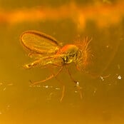 Baltisch Barnsteen met ingesloten insect