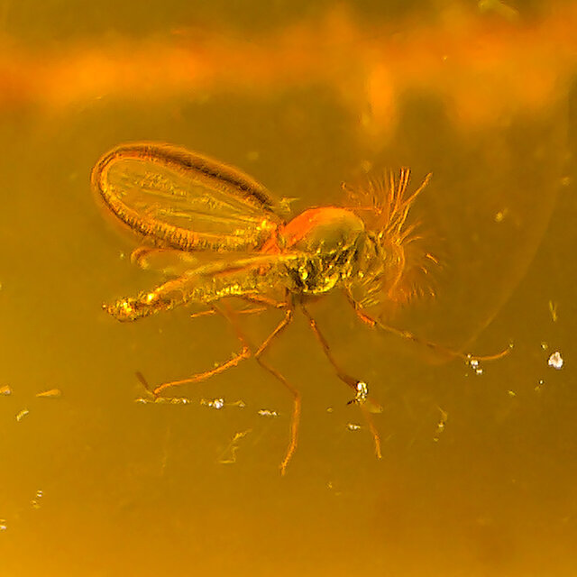 Baltic amber with enclosed insect