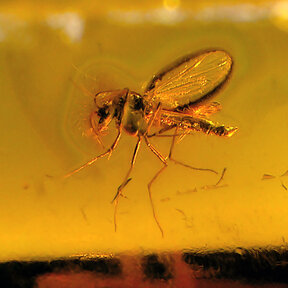 Amber with enclosed mosquito
