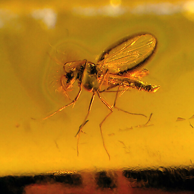 Baltic amber with enclosed insect