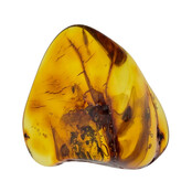 Baltic amber with enclosed insect