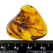 Baltischer Bernstein mit  eingeschlossenem Insekt