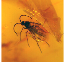 Baltic amber with enclosed insect