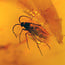 Baltic amber with enclosed insect