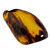 Baltic amber with enclosed insect