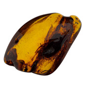 Baltic amber with enclosed insect