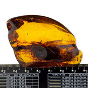 Baltic amber with enclosed insect