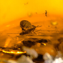 Amber with enclosed insect