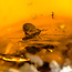Baltic amber with enclosed insect