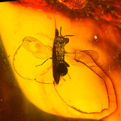 Baltic amber with enclosed insect