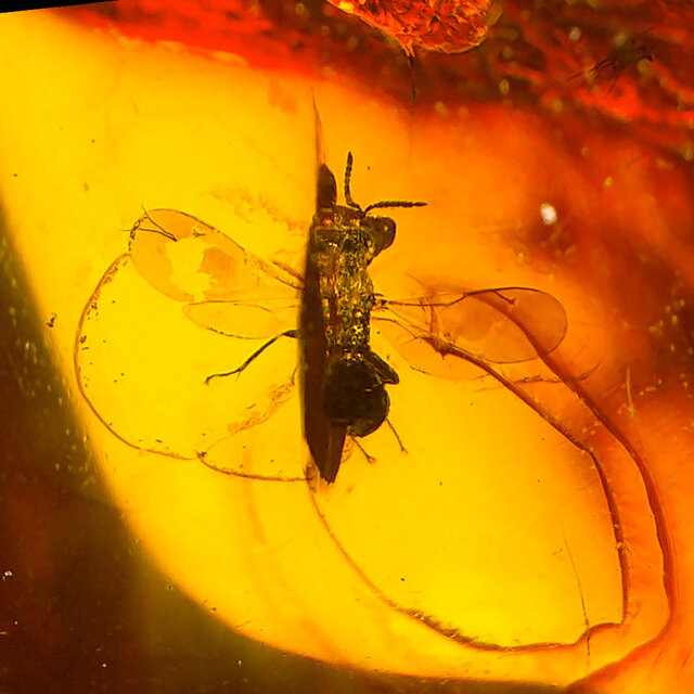 Baltic amber with enclosed insect