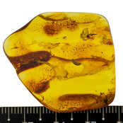 Baltic amber with enclosed insect