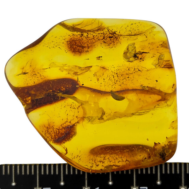 Baltic amber with enclosed insect