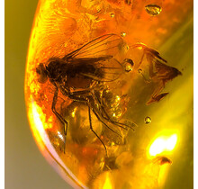 Baltic amber with enclosed insect