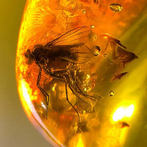 Amber with enclosed fly