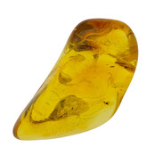 Baltic amber with enclosed insect