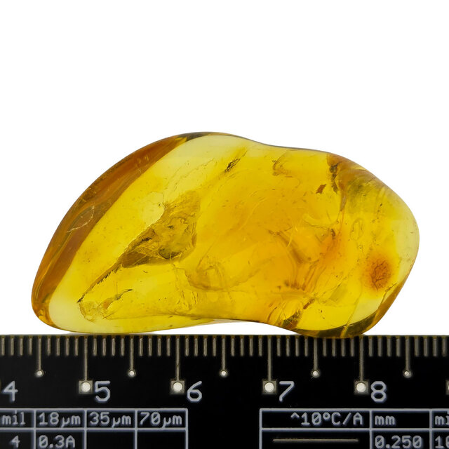 Baltic amber with enclosed insect