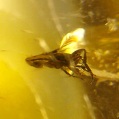 Baltic amber with enclosed insect