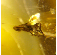 Baltic amber with enclosed insect