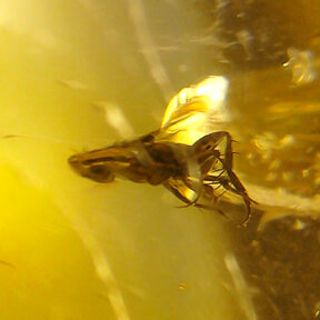 Amber with enclosed insect