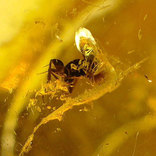 Baltic amber with enclosed insect