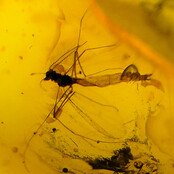 Baltic amber with enclosed insect